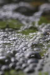 Fototapeta premium Bubbling water surface with green aquatic plants beneath, creating a mesmerizing abstract pattern of light and shadow