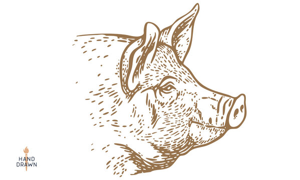 Pork, pig, hog, meat sketch, hand drawn. Detailed pig engraving, black vintage etching lines. Traditional butcher pork shop branding, pig rustic farm pork livestock emblem. Vector Illustration