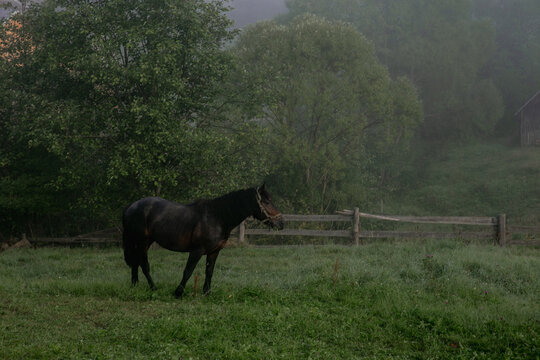 Black Horse Grazing on a Misty Morning in a Mountain Village. High quality photo
