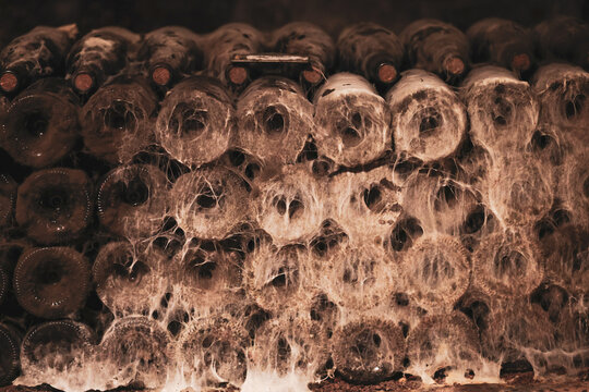 A stack of old wine bottles covered in thick cobwebs and dust inside a cellar, illustrating decades of undisturbed aging.