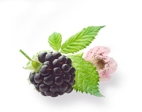Brombeere