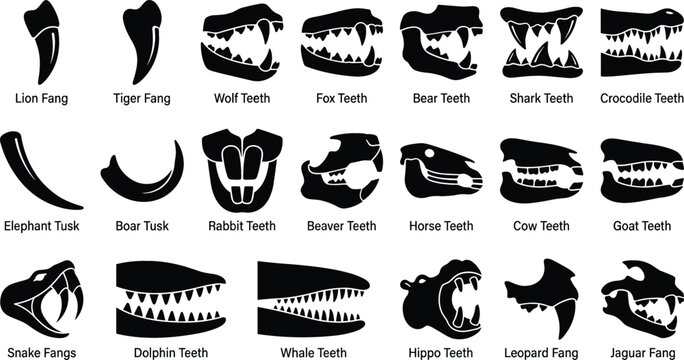 Animal Teeth and Fang Silhouette Icon Set with Wildlife Predator Jaws and Tusks for Nature Vector Graphic Design Symbols