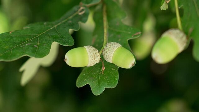 Ripening acorns of Quercus robur tree growing beneath green foliage
