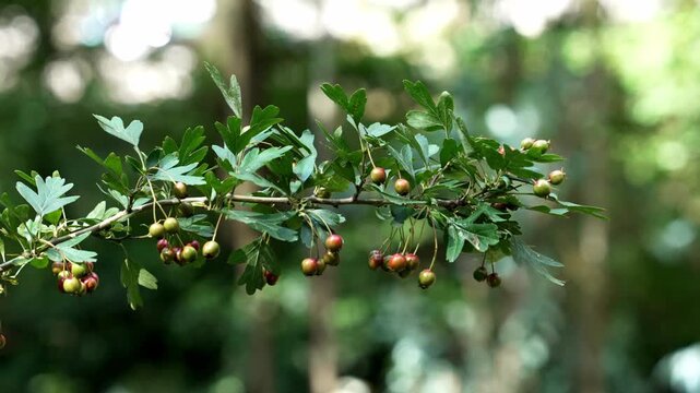 Growing berries of Crataegus monogyna hanging from leafy branches close up