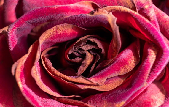 Close-up of a dying rose with withered petals. 