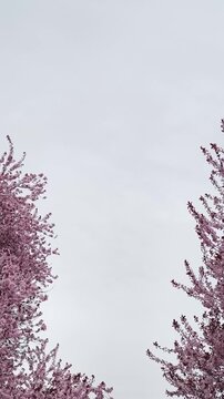 Cherry blossom trees swaying in the wind copy space pardubice