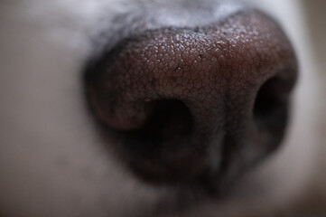 Fototapeta premium Macro Close Up of Dog Nose Texture. Extreme macro shot capturing the detailed texture of a dog's wet nose. The close-up view highlights the intricate skin patterns and nostrils of purebred pet canine.