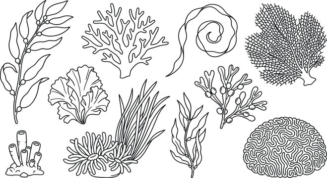 Marine Plants and Coral Reef Element Set Featuring Kelp Seaweed Tube Sponge and Brain Coral in Line Art Style