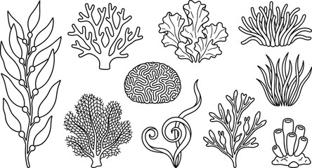 Underwater Seaweed and Coral Reef Set Featuring Kelp, Anemone, Sponge, and Marine Plants in Line Art Doodle Style © MdRobiul