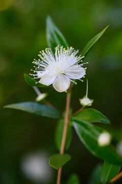 Myrtle Flower in Garden with Blurred Green Background