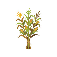 Fototapeta premium Autumn corn stalks bundle. Thanksgiving harvest illustration with golden maize cobs.