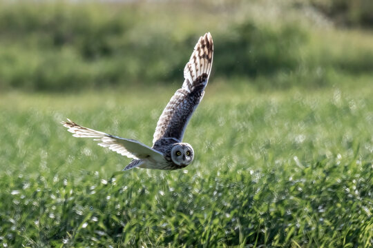 short-eared owl