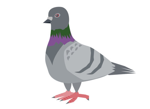 鳩のイラスト