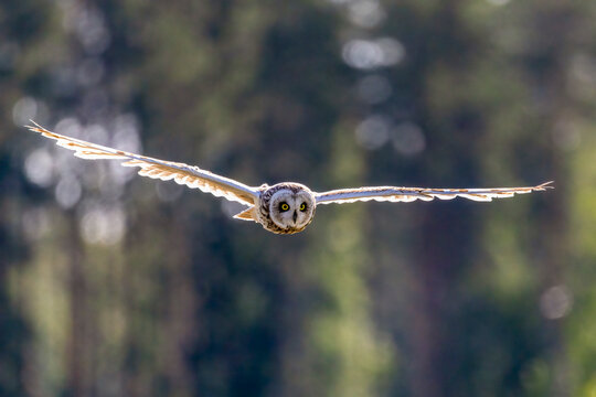 short-eared owl