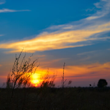 Peaceful Evening Sunset Over a Meadow with Foreground Silhouettes of Wild Plants and Twigs Under a Glowing Sun and Layers of Colorful Clouds Providing a Serene Atmosphere