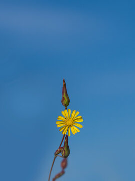 Einzelne gelbe Bl&uuml;te zart von Wolfsmilch vor blauem Himmel im Morgenlicht minimalistisch
