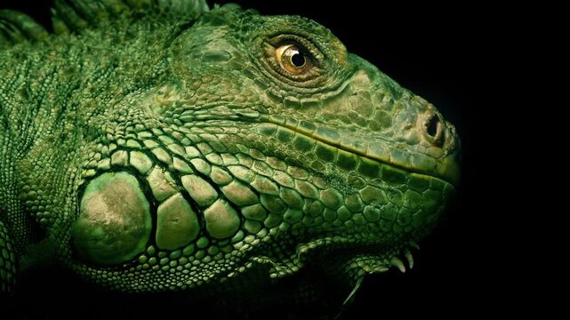 Large Scaly Lizard Looks Around
