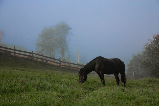 Black Horse Grazing on a Misty Morning in a Mountain Village. High quality photo