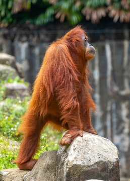 A close-up of an orangutan. A wild primate against a jungle backdrop. The intelligent ape, with its distinctive reddish fur, is raising awareness for wildlife conservation.