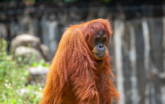 A close-up of an orangutan. A wild primate against a jungle backdrop. The intelligent ape, with its distinctive reddish fur, is raising awareness for wildlife conservation.