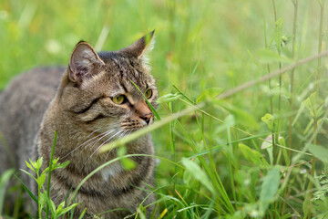 Naklejka premium Tabby Cat in Profile Among Tall Green Grass, Outdoor Nature Portrait