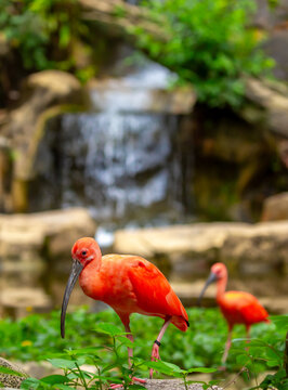 Scarlet ibis standing among lush green plants. Bright red tropical bird with a long curved beak, symbolizing exotic wildlife, biodiversity and tropical nature. Scarlet ibis, a rare red bird near water
