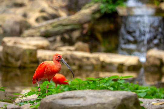 Scarlet ibis standing among lush green plants. Bright red tropical bird with a long curved beak, symbolizing exotic wildlife, biodiversity and tropical nature. Scarlet ibis, a rare red bird near water