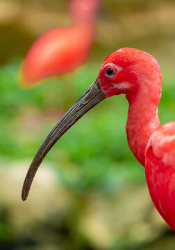 Scarlet ibis standing among lush green plants. Bright red tropical bird with a long curved beak, symbolizing exotic wildlife, biodiversity and tropical nature. Scarlet ibis, a rare red bird near water