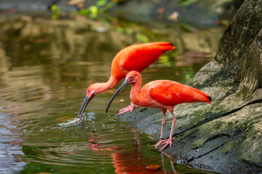 Scarlet ibis standing among lush green plants. Bright red tropical bird with a long curved beak, symbolizing exotic wildlife, biodiversity and tropical nature. Scarlet ibis, a rare red bird near water