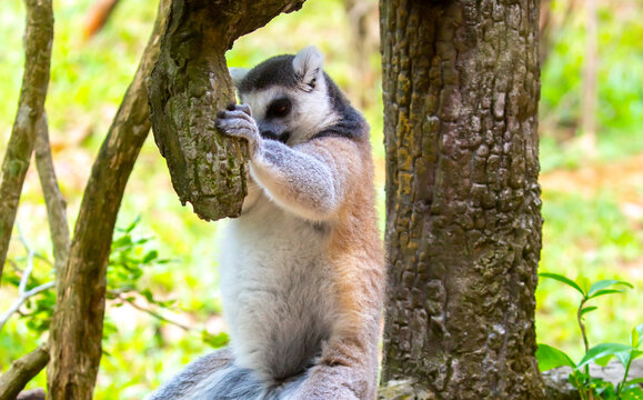 Ring-tailed lemur resting on a tree branch. Iconic Madagascar primate with a striped tail. Close-up of a lemur sitting in the trees.