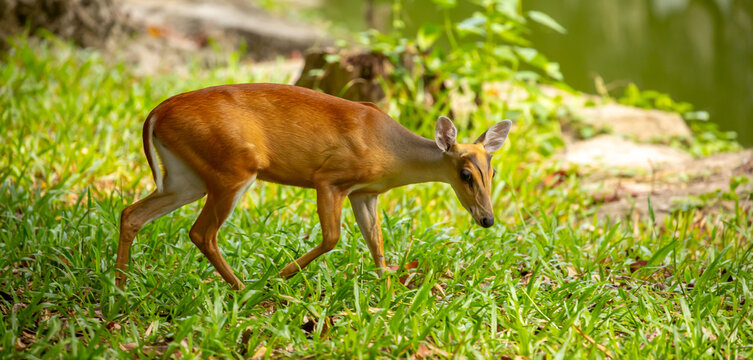 Muntjac deer walking through lush green grass. A small Asian deer with pricked ears in the wild. A close-up of a saber-toothed deer, or barking deer, walks through green grass.