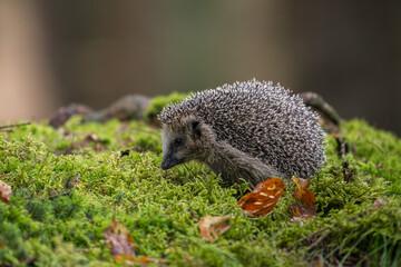 A cute European hedgehog (Erinaceus europaeus) walking on a lush green moss covered ground with dry autumn leaves in a forest. © Rudolf
