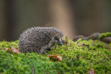 A cute European hedgehog (Erinaceus europaeus) walking on a lush green moss covered ground with dry autumn leaves in a forest. © Rudolf