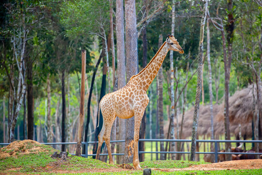 A close-up of a giraffe against a green backdrop. African safari, giraffe up close.