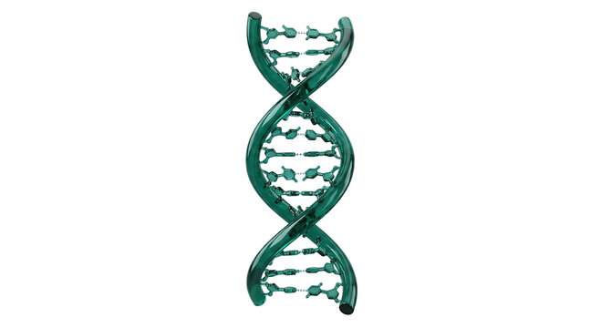 Abstract green 3D model of a DNA double helix structure isolated on white high quality 4K PNG image in white background