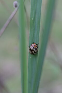 A Colorado potato beetle clings to a blade of green grass, its striped shell distinct against the foliage.
