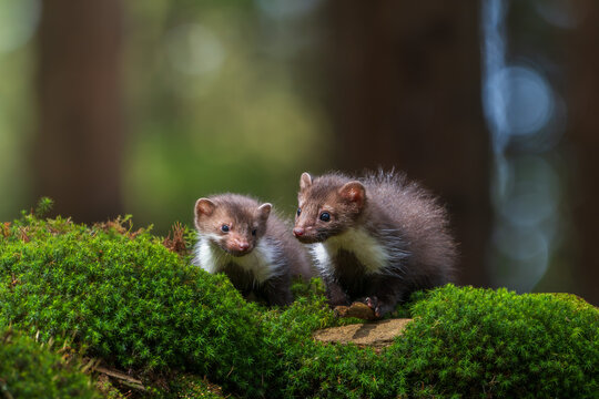 Two cute young beech marten kits (Martes foina) sitting on a lush green mossy ground in a summer forest.