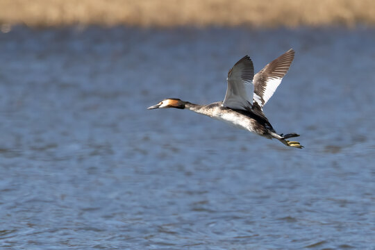 great crested grebe