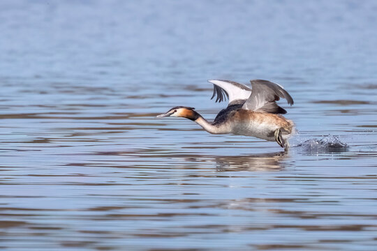 great crested grebe