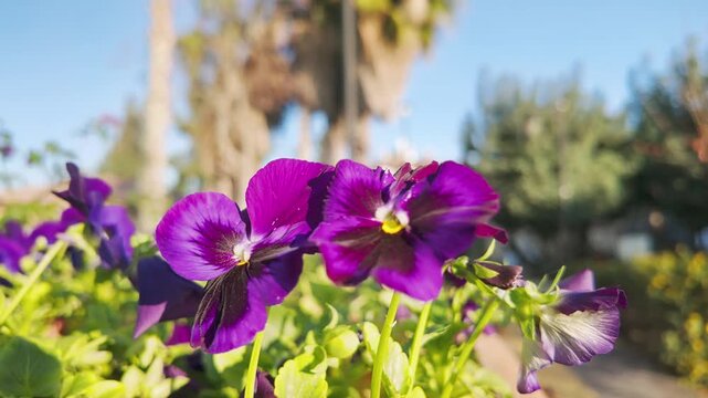 Close-up of vivid purple pansy flowers blooming in sunny garden with palm trees blurred behind.