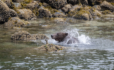 Naklejka premium Coastal Brown Bear Shaking Off Water