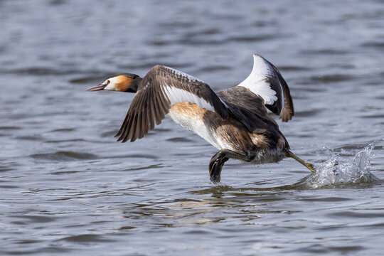 great crested grebe