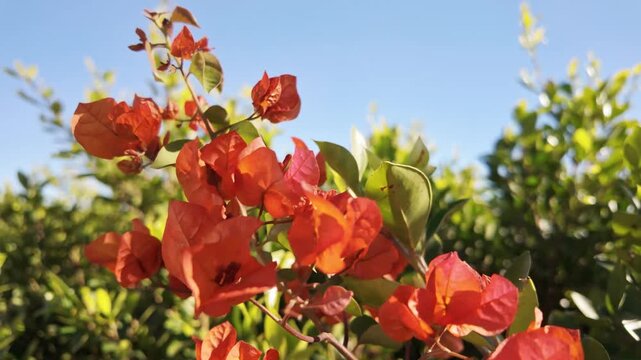 Vivid orange bougainvillea blossoms glowing in bright sunlight against clear blue sky in antalya.
