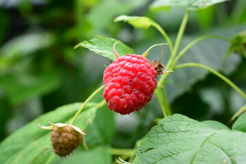 Ripe remontant Raspberry on Branch in Garden macro © Irina