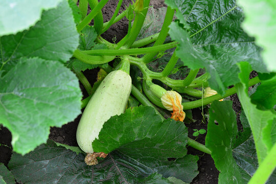Zucchini Growing on Plant in Vegetable Garden close up