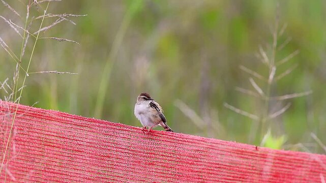 Cute zitting cisticola fledgling preening and calling with audio Japan,4K,02