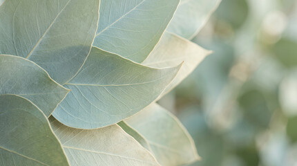 Obraz premium Close-up of eucalyptus leaf surfaces with green texture
