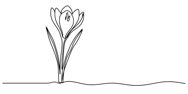 Continuous single line drawing of a beautiful crocus spring flower isolated on a white background for minimalist wall art decor Vector, illustration