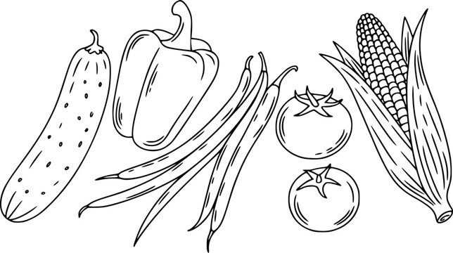 L&iacute;nea en blanco y negro que presenta una variedad de verduras frescas del jard&iacute;n para p&aacute;ginas de libros para colorear