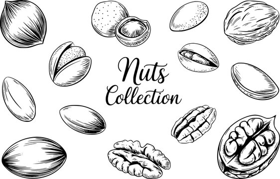 Colecci&oacute;n dibujada a mano de varios frutos secos, incluyendo nueces, avellanas, almendras y pistachos sobre blanco